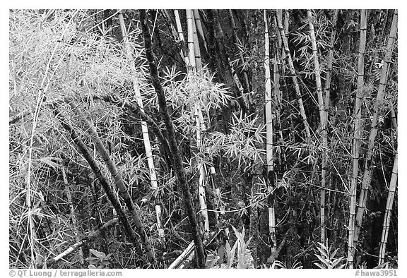 Black and White Picture/Photo: Bamboo trunks and leaves. Akaka Falls ...