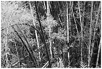 Bamboo trunks and leaves. Akaka Falls State Park, Big Island, Hawaii, USA ( black and white)