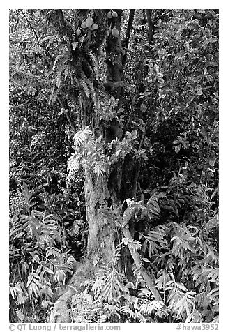 Breadfruit tree with fruits. Akaka Falls State Park, Big Island, Hawaii, USA (black and white)