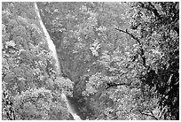 Kahuna Falls. Akaka Falls State Park, Big Island, Hawaii, USA (black and white)