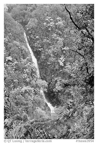 Kahuna Falls (400 feet high). Akaka Falls State Park, Big Island, Hawaii, USA (black and white)