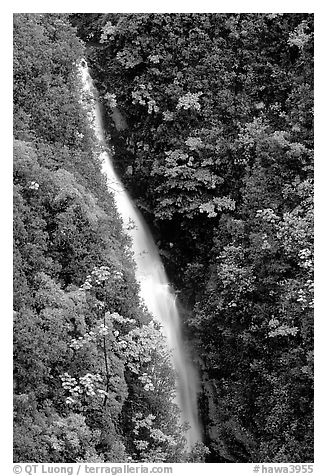 Kahuna Falls in a lush valley. Akaka Falls State Park, Big Island, Hawaii, USA (black and white)