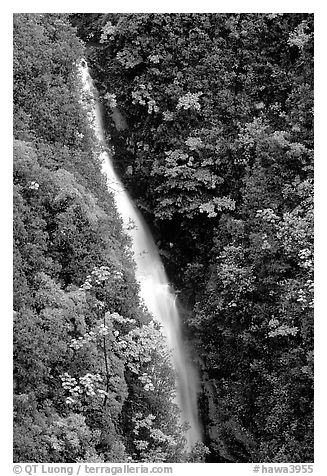 Kahuna Falls in a lush valley. Akaka Falls State Park, Big Island, Hawaii, USA