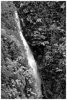 Kahuna Falls in a lush valley. Akaka Falls State Park, Big Island, Hawaii, USA ( black and white)