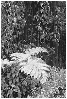 Ferns and leaves. Akaka Falls State Park, Big Island, Hawaii, USA (black and white)