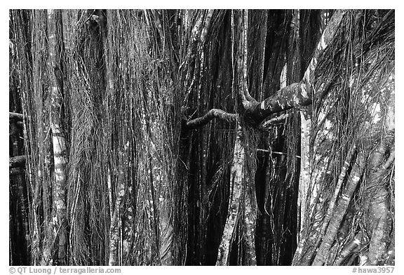 Banyan tree trunk. Akaka Falls State Park, Big Island, Hawaii, USA (black and white)