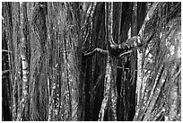 Banyan tree trunk. Akaka Falls State Park, Big Island, Hawaii, USA ( black and white)