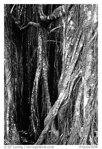 Banyan tree trunk close-up. Akaka Falls State Park, Big Island, Hawaii, USA (black and white)