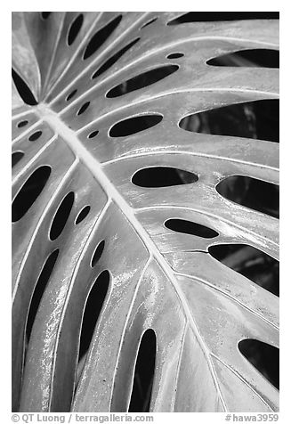 Big Tropical leaf. Akaka Falls State Park, Big Island, Hawaii, USA (black and white)