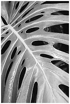 Big Tropical leaf. Akaka Falls State Park, Big Island, Hawaii, USA (black and white)