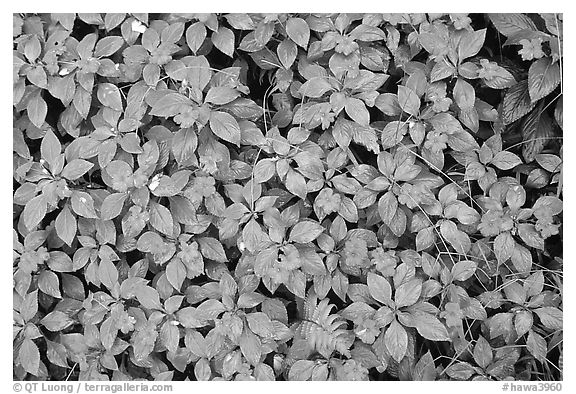 Purple tropical lowers. Akaka Falls State Park, Big Island, Hawaii, USA (black and white)