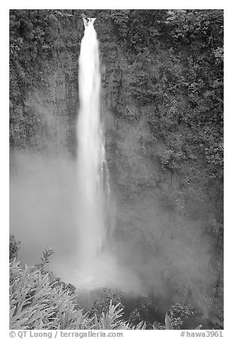 Akaka Falls on Kolekole stream. Akaka Falls State Park, Big Island, Hawaii, USA (black and white)