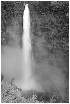 Akaka Falls on Kolekole stream. Akaka Falls State Park, Big Island, Hawaii, USA (black and white)