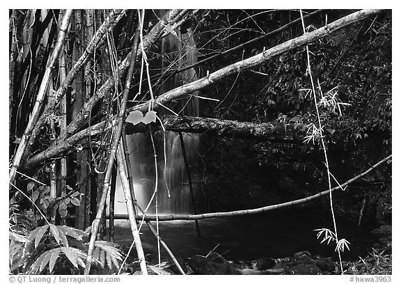 Bamboo grove and waterfall. Akaka Falls State Park, Big Island, Hawaii, USA (black and white)