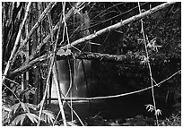 Bamboo grove and waterfall. Akaka Falls State Park, Big Island, Hawaii, USA ( black and white)