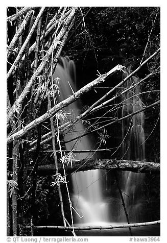 Bamboo branches and waterfall. Akaka Falls State Park, Big Island, Hawaii, USA (black and white)
