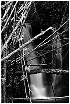 Bamboo branches and waterfall. Akaka Falls State Park, Big Island, Hawaii, USA (black and white)