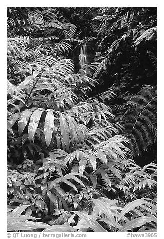 Lush ferns, flowers and waterfall. Akaka Falls State Park, Big Island, Hawaii, USA