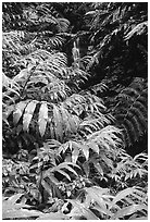 Lush ferns, flowers and waterfall. Akaka Falls State Park, Big Island, Hawaii, USA (black and white)