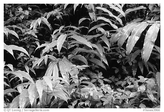 Flowers and ferns. Akaka Falls State Park, Big Island, Hawaii, USA (black and white)