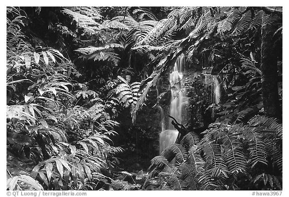 Waterfall amidst lush vegetation. Akaka Falls State Park, Big Island, Hawaii, USA (black and white)