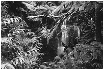 Waterfall amidst lush vegetation. Akaka Falls State Park, Big Island, Hawaii, USA (black and white)