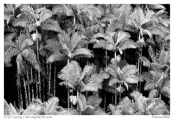 Palm trees grove on hillside. Big Island, Hawaii, USA (black and white)