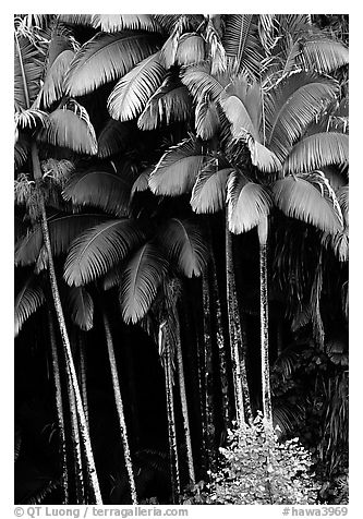 Grove of palm trees (Archontophoenix alexandrae)   on hillside. Big Island, Hawaii, USA (black and white)