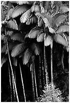 Grove of palm trees (Archontophoenix alexandrae)   on hillside. Big Island, Hawaii, USA ( black and white)