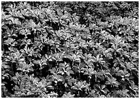 Alexander palm tree grove on hillside. Big Island, Hawaii, USA ( black and white)