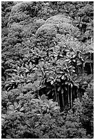 King palm trees and tropical flowers on hillside. Big Island, Hawaii, USA (black and white)