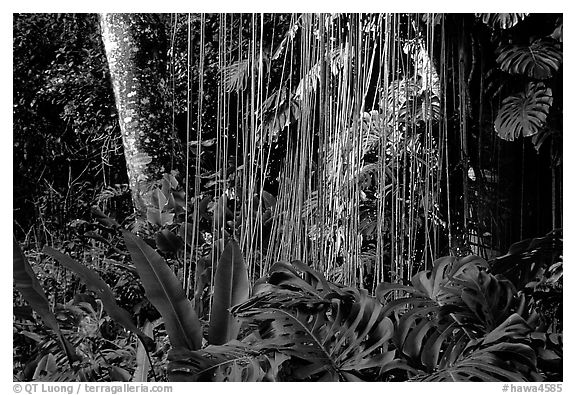 Lianas and tropical vegetation, Lava Trees State Park. Big Island, Hawaii, USA (black and white)