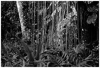 Lianas and tropical vegetation, Lava Trees State Park. Big Island, Hawaii, USA (black and white)