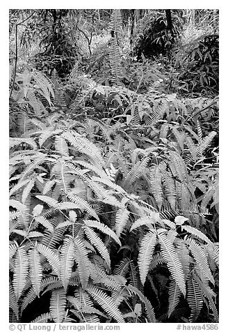 Tropical ferns, Lava Trees State Park. Big Island, Hawaii, USA (black and white)