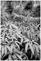 Tropical ferns, Lava Trees State Park. Big Island, Hawaii, USA (black and white)