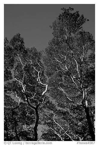 Koa trees. Big Island, Hawaii, USA (black and white)