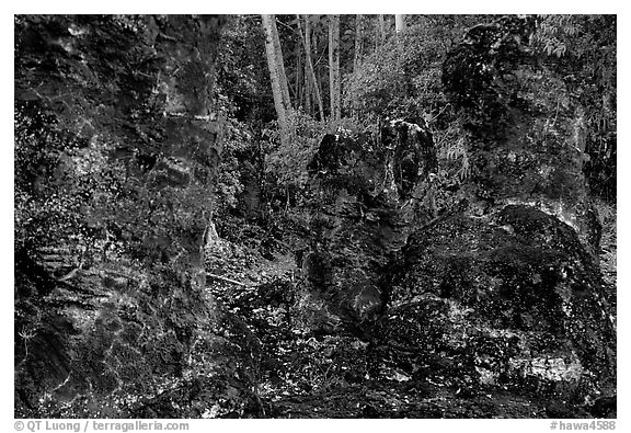 Lava mold of tree trunk, Lava Trees State Park. Big Island, Hawaii, USA (black and white)