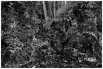 Lava mold of tree trunk, Lava Trees State Park. Big Island, Hawaii, USA ( black and white)