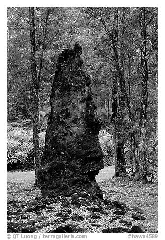 Petrified tree stump, Lava Trees State Park. Big Island, Hawaii, USA (black and white)