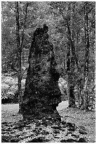 Petrified tree stump, Lava Trees State Park. Big Island, Hawaii, USA (black and white)
