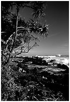 Trees and waves, Keanae Peninsula. Maui, Hawaii, USA ( black and white)