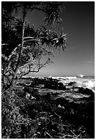 Trees and waves, Keanae Peninsula. Maui, Hawaii, USA (black and white)