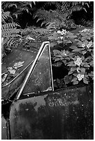 Flowers invading a wrecked truck. Maui, Hawaii, USA ( black and white)