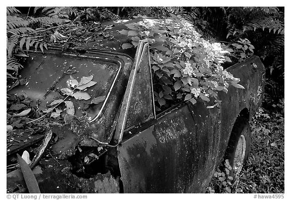 Rusted  truck colonised by flowers. Maui, Hawaii, USA (black and white)