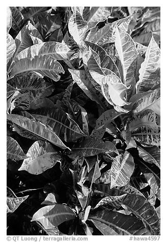 Close-up of yellow and red tropical leaves. Maui, Hawaii, USA (black and white)