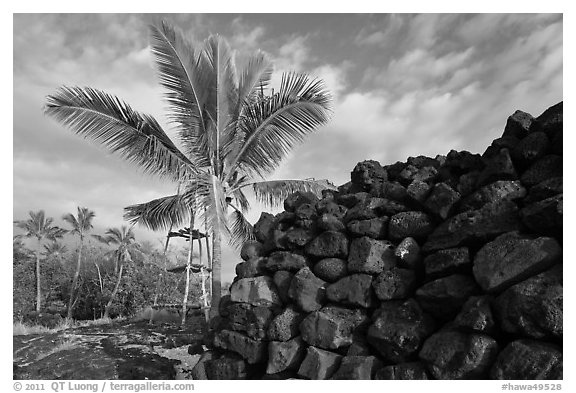 Heiau wall and palm tree, Kaloko-Honokohau National Historical Park. Hawaii, USA (black and white)
