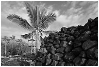 Heiau wall and palm tree, Kaloko-Honokohau National Historical Park. Hawaii, USA ( black and white)