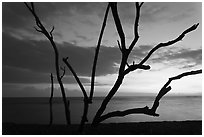 Tree skeleton and Honokohau Bay, sunset, Kaloko-Honokohau National Historical Park. Hawaii, USA ( black and white)