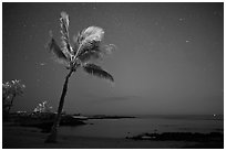 Palm tree ocean under sky with stars, Kaloko-Honokohau National Historical Park. Hawaii, USA (black and white)
