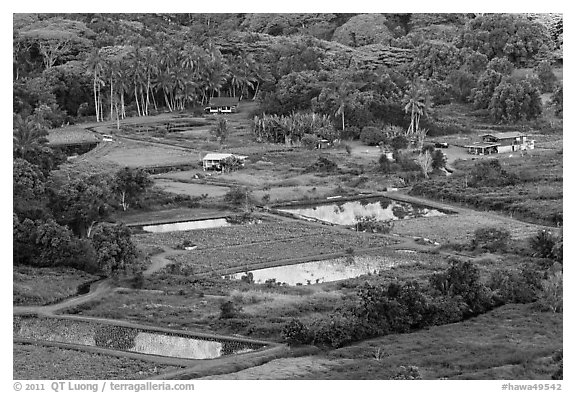 Taro fields and farms from above, Waipio Valley. Big Island, Hawaii, USA (black and white)